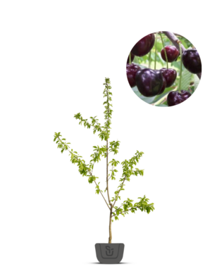 Oude kersenboom | Prunus avium Kordia