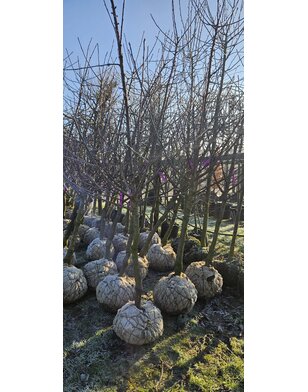 Oude kersenboom | Prunus avium Kordia