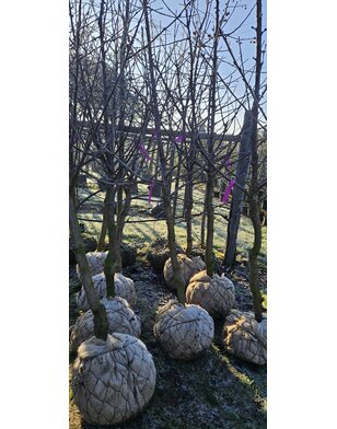 Oude kersenboom | Prunus avium Kordia