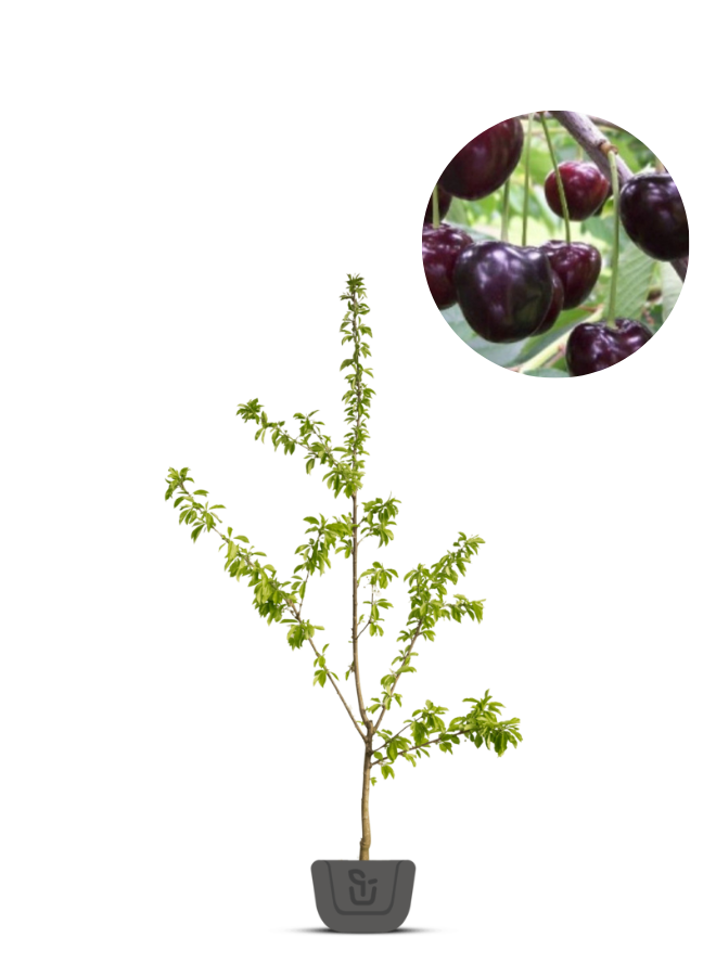 Oude kersenboom | Prunus avium Regina