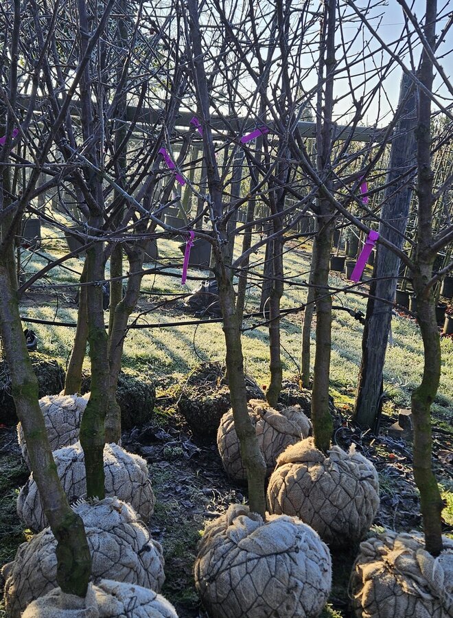 Oude kersenboom | Prunus avium Regina