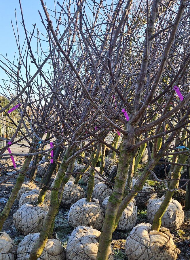 Oude kersenboom | Prunus avium Regina