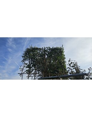 Liguster leiboom | Ligustrum lucidum