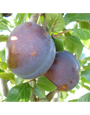 Oude pruimenboom | Prunus domestica Valor