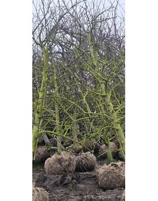 Oude pruimenboom | Prunus domestica Valor