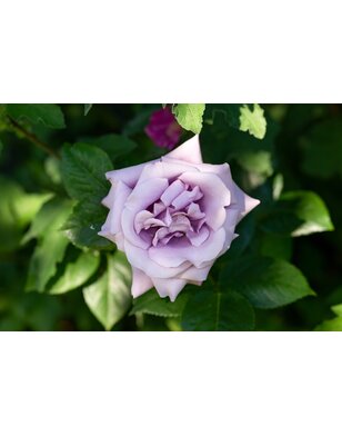 Klimroos | Rosa 'Lavender Siluetta'
