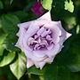 Klimroos | Rosa 'Lavender Siluetta'