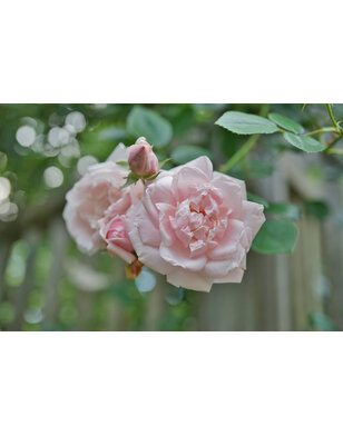 Klimroos | Rosa 'New Dawn'