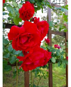 Klimroos | Rosa 'Paul's Scarlet'