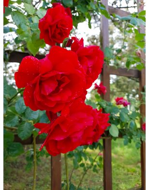 Klimroos | Rosa 'Paul's Scarlet'