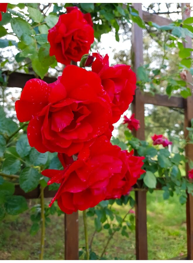 Klimroos | Rosa 'Paul's Scarlet'