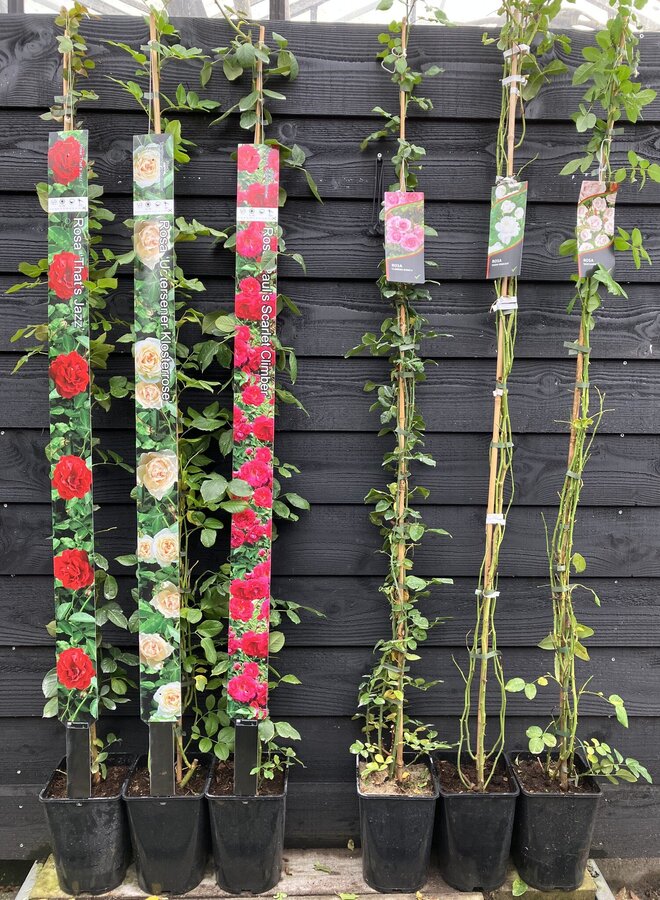 Klimroos | Rosa 'New Dreams'