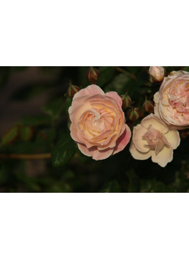 Klimroos | Rosa 'New Dreams'