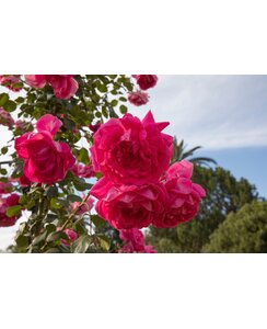 Klimroos | Rosa 'Parade'
