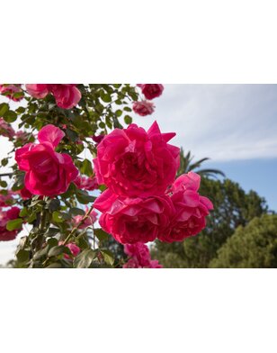 Klimroos | Rosa 'Parade'