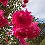 Klimroos | Rosa 'Parade'
