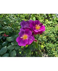 Klimroos | Rosa 'Veilchenblau'