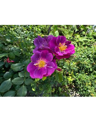 Klimroos | Rosa 'Veilchenblau'