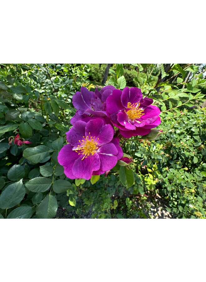 Klimroos | Rosa 'Veilchenblau'