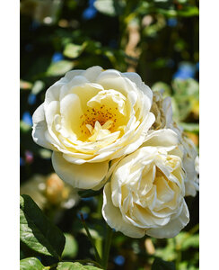 Klimroos | Rosa 'Uetersener Klosterrose'