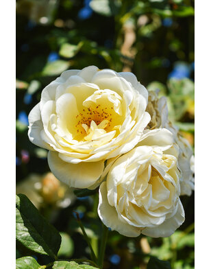 Klimroos | Rosa 'Uetersener Klosterrose'