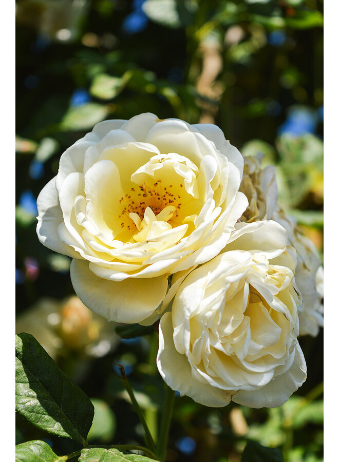 Klimroos | Rosa 'Uetersener Klosterrose'