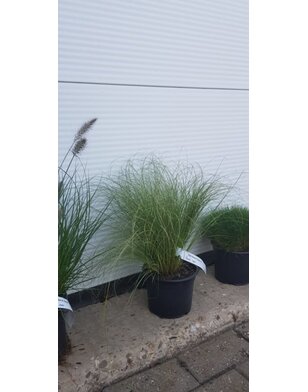 Zegge | Carex comans 'Frosted Curls'