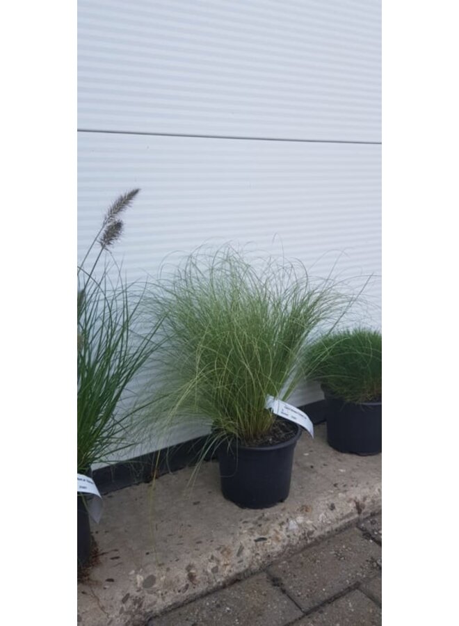 Zegge | Carex comans 'Frosted Curls'