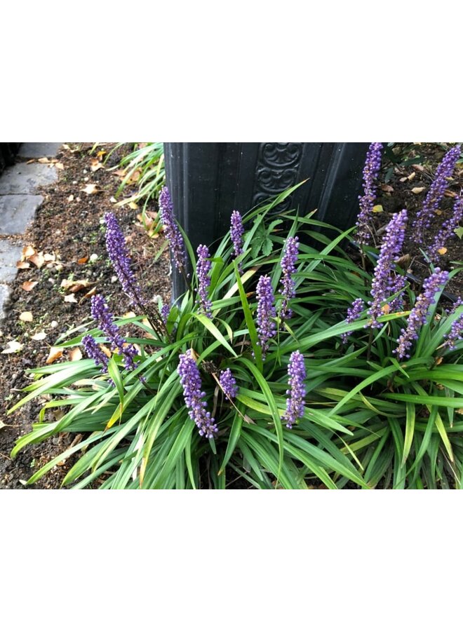Liriope Muscari Moneymaker | leliegras