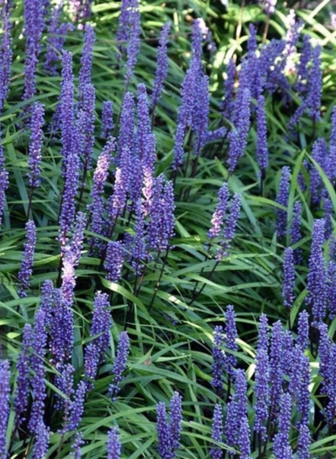 Liriope Muscari Moneymaker | leliegras