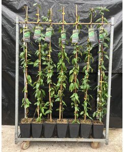 Groenblijvende kamperfoelie | Lonicera hen. Copper Beauty