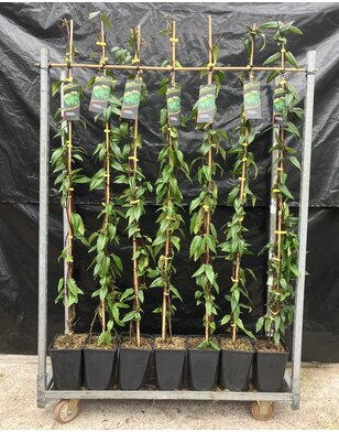 Groenblijvende kamperfoelie | Lonicera hen. Copper Beauty