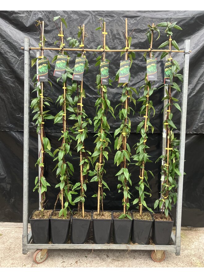 Groenblijvende kamperfoelie | Lonicera hen. Copper Beauty