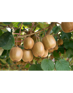 Kiwi - Actinidia d. Solo