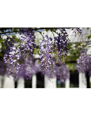 Wisteria × val. 'Grande Diva Barbara'