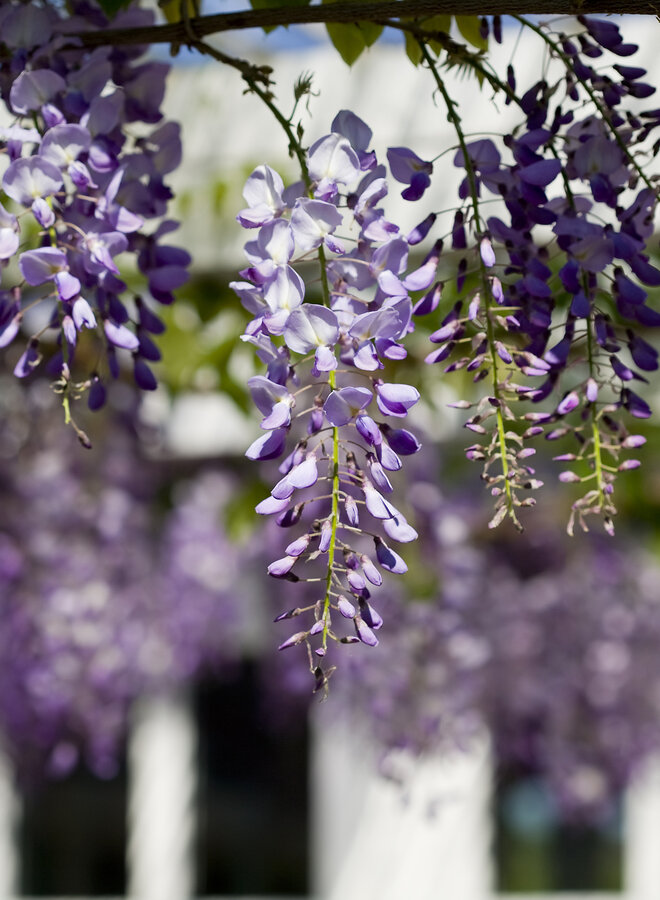 Wisteria × val. 'Grande Diva Barbara'
