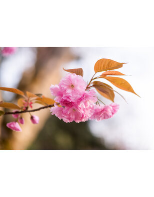 Japanse sierkers | Prunus Serrulata 'Kiku-Shidare-Zakura'