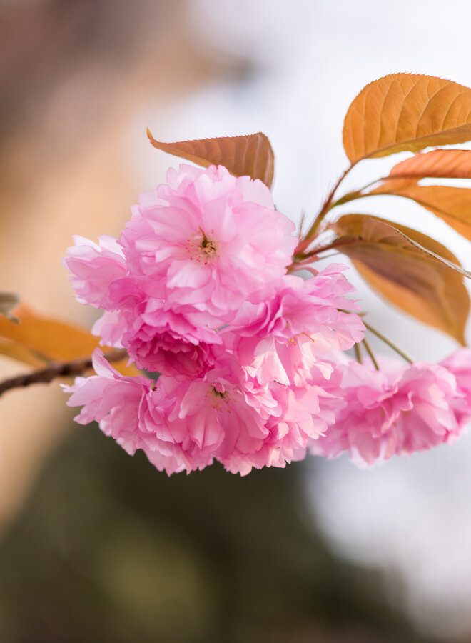 Japanse sierkers | Prunus Serrulata 'Kiku-Shidare-Zakura'