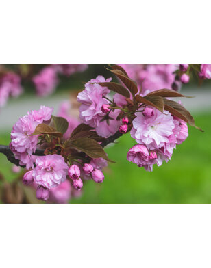Japanse sierkers | Prunus Serrulata 'Kiku-Shidare-Zakura'