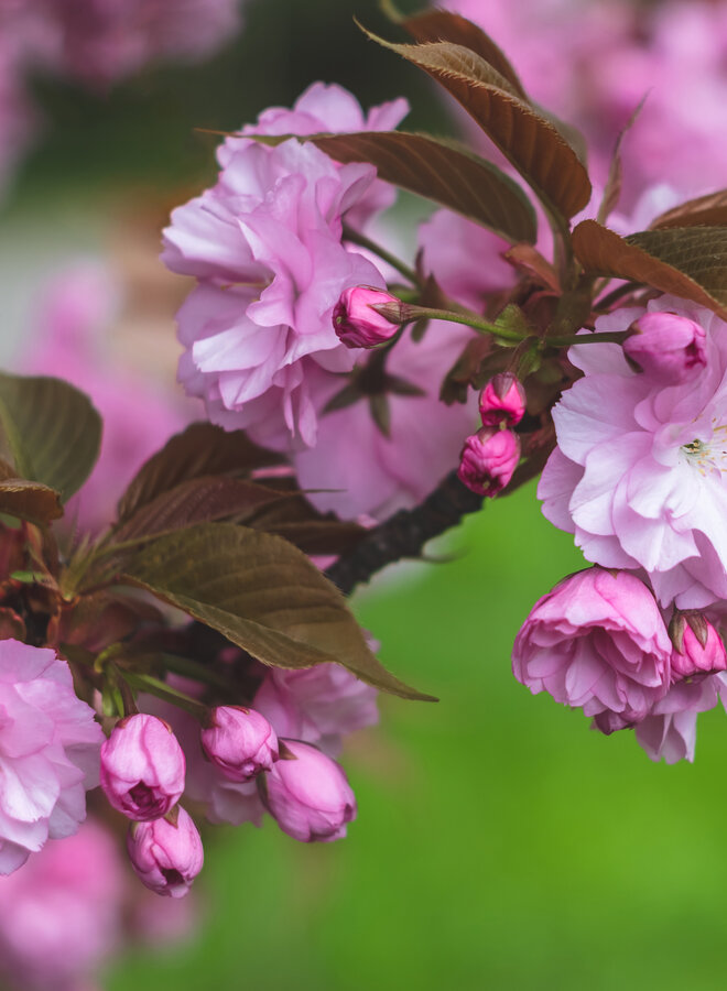 Japanse sierkers | Prunus Serrulata 'Kiku-Shidare-Zakura'
