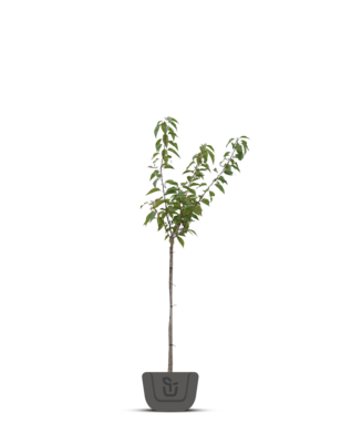 Japanse sierkers | Prunus Serrulata 'Kiku-Shidare-Zakura'