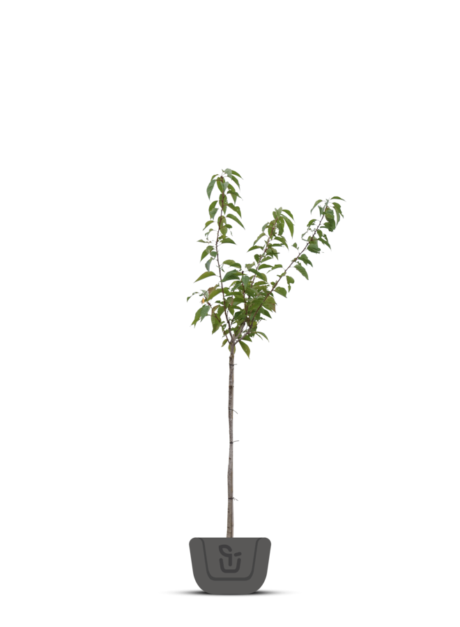 Japanse sierkers | Prunus Ser. 'Kiku-Shidare-Zakura'