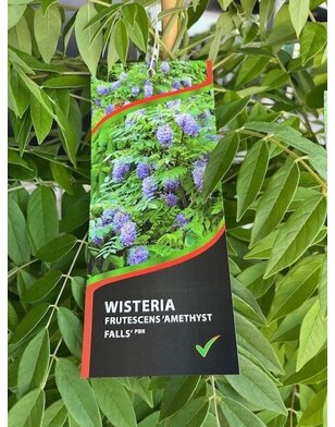 Blauwe regen | Wisteria frut.  Amethyst Falls