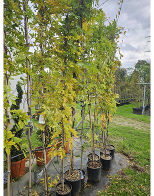 Blauwe regen | Wisteria frut.  Amethyst Falls