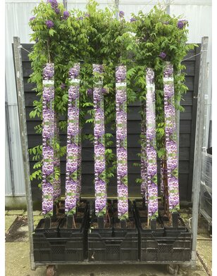 Blauwe regen | Wisteria frut. Longwood Purple