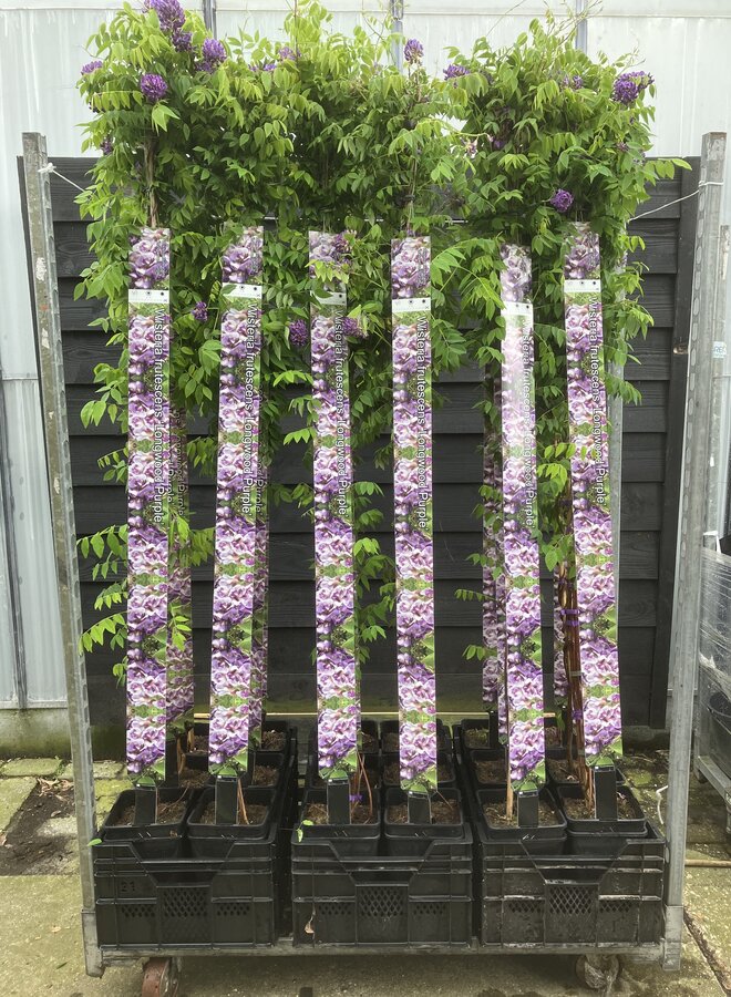 Blauwe regen | Wisteria frut. Longwood Purple