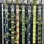 Druif | Vitis 'Fanny'