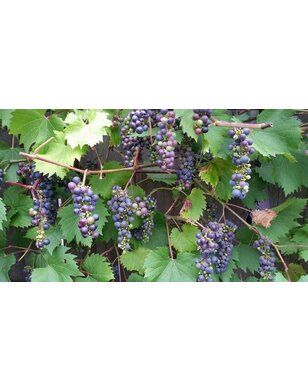 Blauwe druif | Vitis 'Dornfelder'