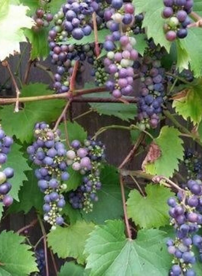 Blauwe druif | Vitis 'Dornfelder'