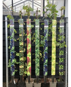 Witte Druif | Vitis vinifera 'Palatina'